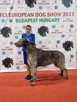 ArioninBudapest29. 12.2021in European Dog show he got Excellent 2, Res CAC